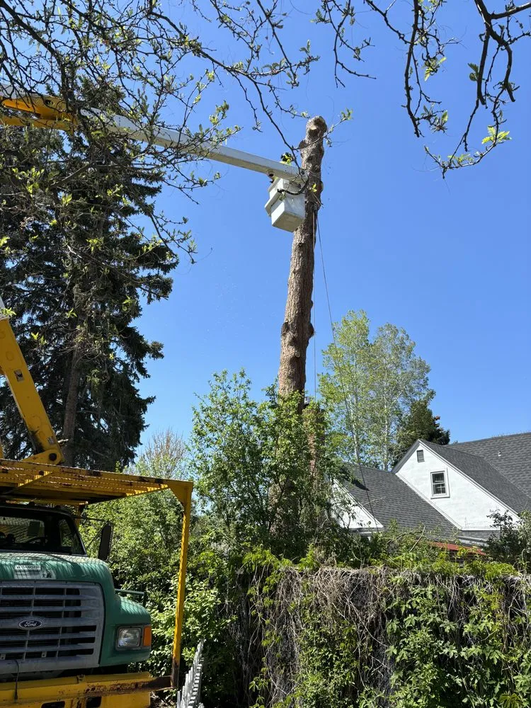 Custom yard maintenance for beautiful yards across Westminster, CO - Ace Tree Service LLC