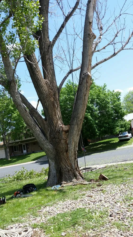 Professional lawn mowing service experts serving Westminster, CO - Ace Tree Service LLC