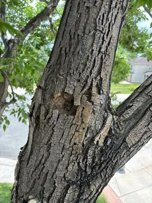 Ace Tree Service LLC Logo