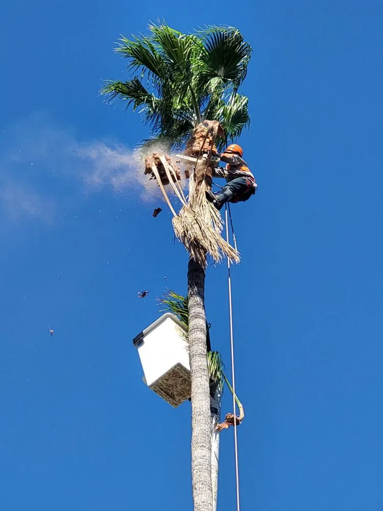 Local outdoor landscaping in Sylmar, CA - Ace Tree Service