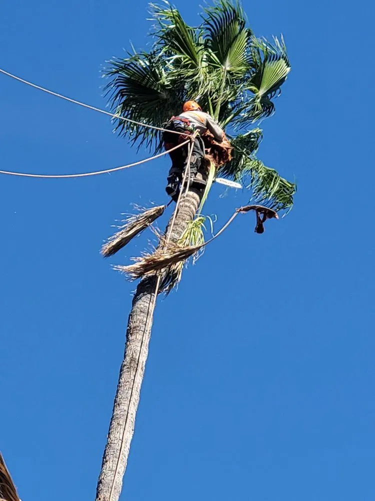 Reliable outdoor landscaping in Sylmar, CA by Ace Tree Service