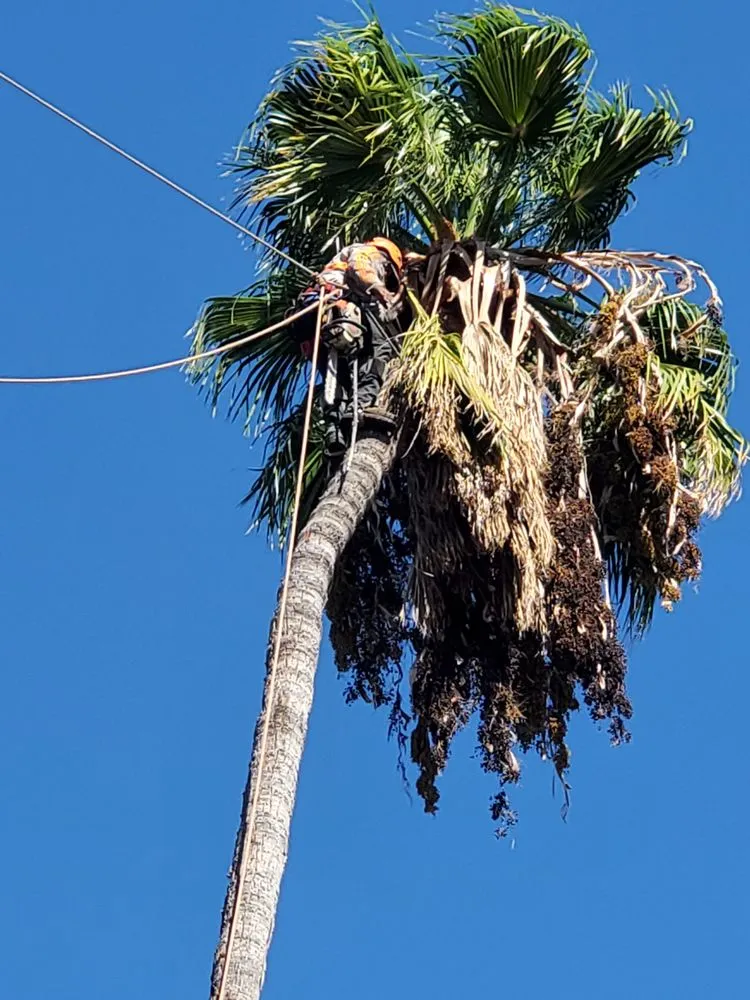 Top-rated yard maintenance in Sylmar, CA - Ace Tree Service