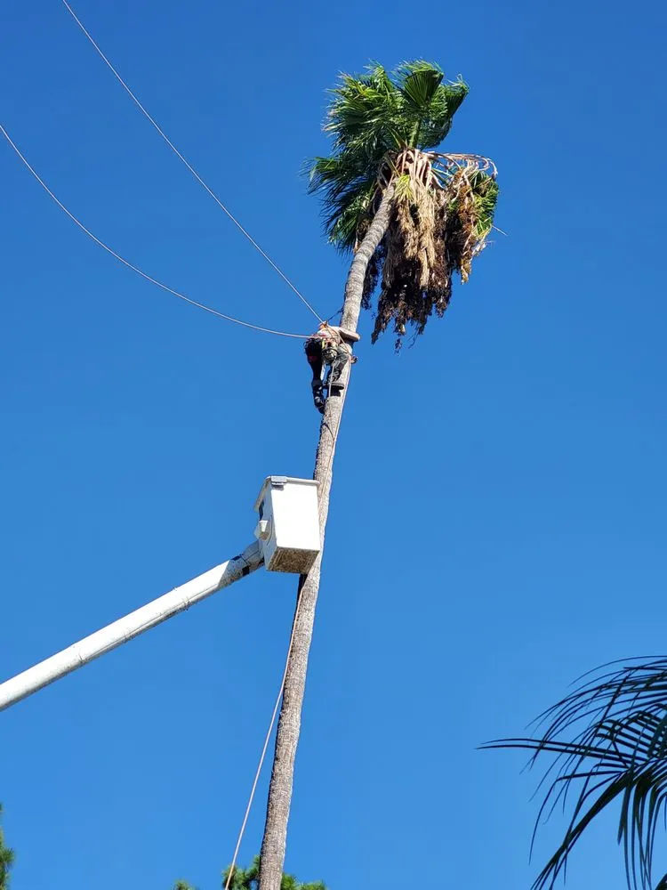 Custom landscaping services experts serving Sylmar, CA - Ace Tree Service