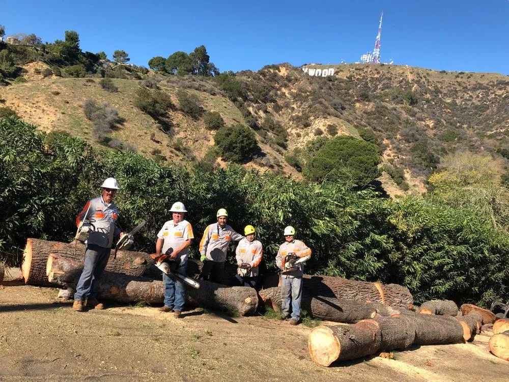 Top-rated outdoor landscaping experts serving Sylmar, CA - Ace Tree Service