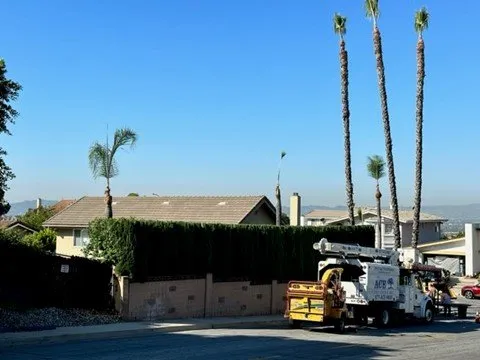 Local yard cleanup service for year-round maintenance in Sylmar, CA by Ace Tree Service