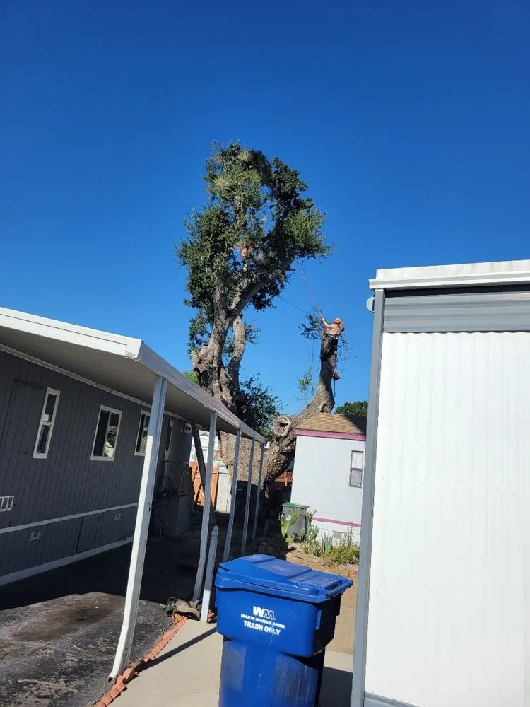 Trusted landscaping services experts serving Sylmar, CA - Ace Tree Service