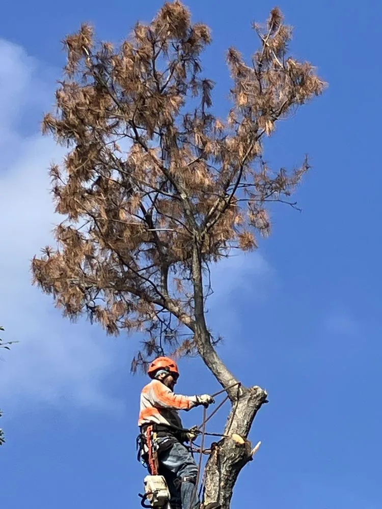Local yard maintenance for residential properties across Sylmar, CA - Ace Tree Service