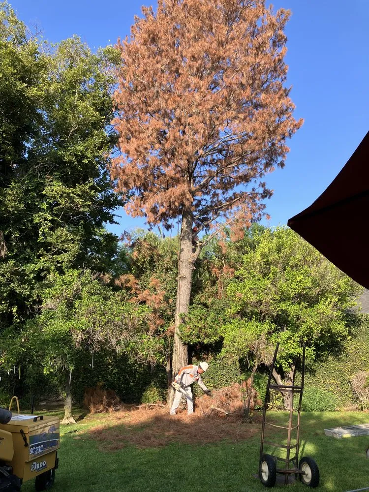 Affordable outdoor landscaping experts serving Sylmar, CA - Ace Tree Service