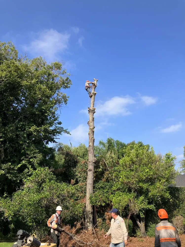 Reliable garden landscaping for year-round maintenance in Sylmar, CA by Ace Tree Service