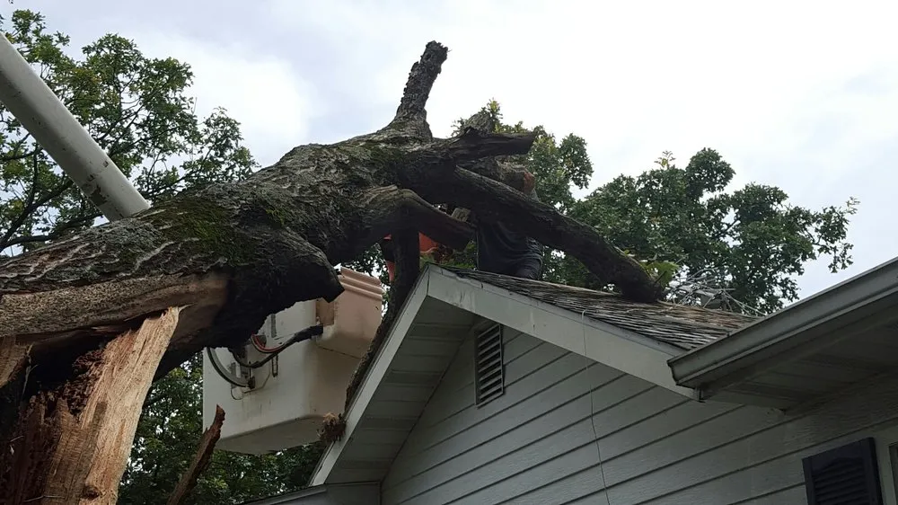 Custom yard cleanup service in Weston, MO - Ace Tree Service