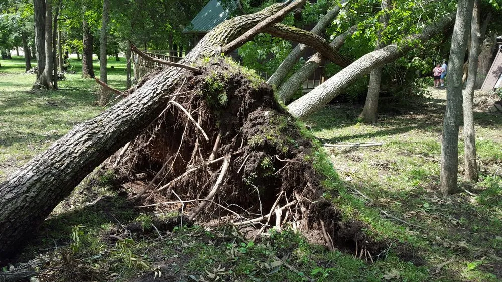 Trusted yard cleanup service for residential properties in Weston, MO by Ace Tree Service