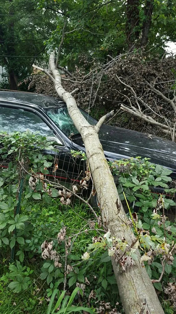 Affordable landscaping services near you across Weston, MO - Ace Tree Service