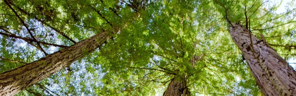 Custom yard maintenance for outdoor upgrades in Weston, MO by Ace Tree Service