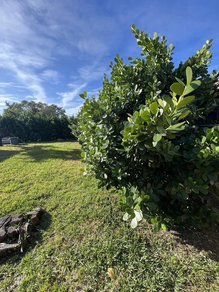 Local landscaping services in Naples, FL - ACEJ Landscaping