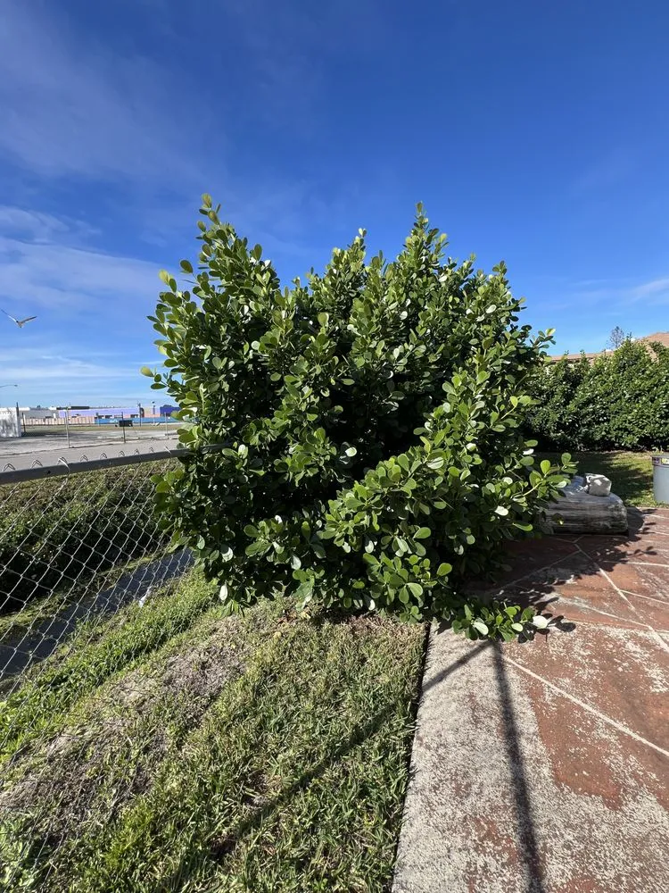 Custom yard cleanup service in Naples, FL by ACEJ Landscaping