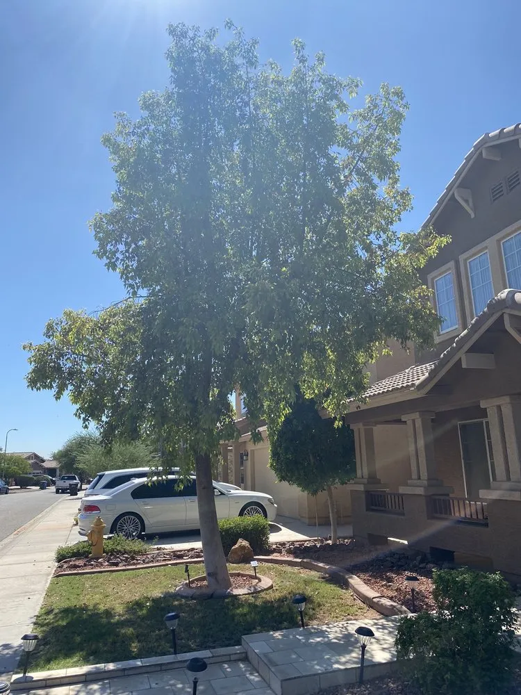 Trusted residential landscaping for homes across Peoria, AZ - A.C.E.L maintenance