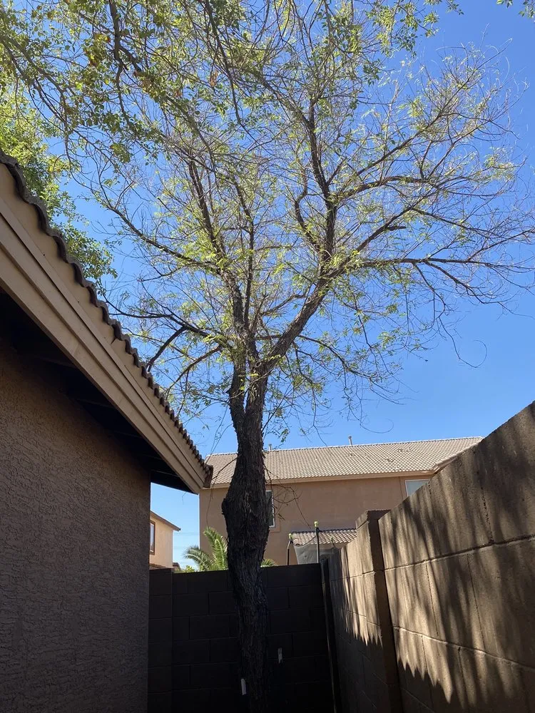 Top-rated landscape design experts serving Peoria, AZ - A.C.E.L maintenance