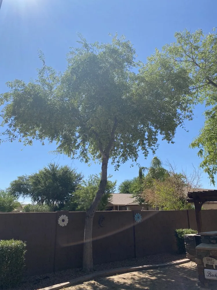 Custom lawn care service in Peoria, AZ - A.C.E.L maintenance