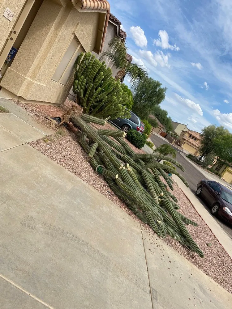 Local landscape design in Peoria, AZ - A.C.E.L maintenance