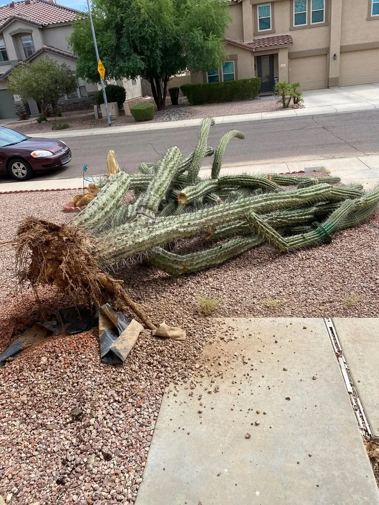 Reliable garden landscaping with custom design in Peoria, AZ by A.C.E.L maintenance