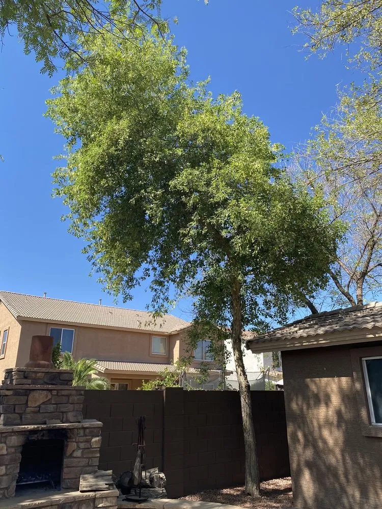 Local residential landscaping for beautiful yards across Peoria, AZ - A.C.E.L maintenance