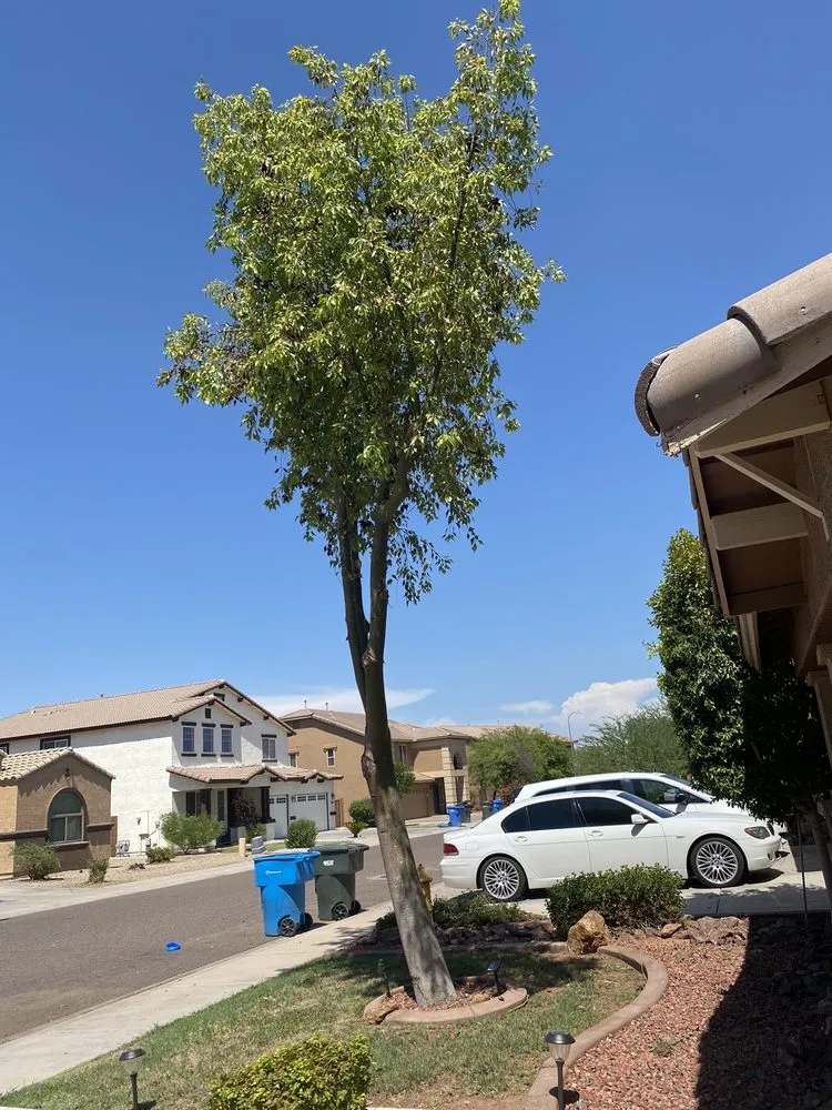 Expert lawn care service in Peoria, AZ by A.C.E.L maintenance