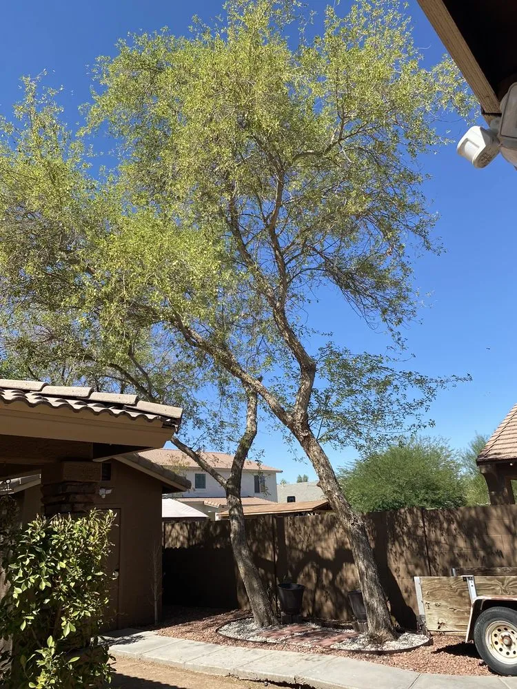 Affordable lawn care service near you across Peoria, AZ - A.C.E.L maintenance