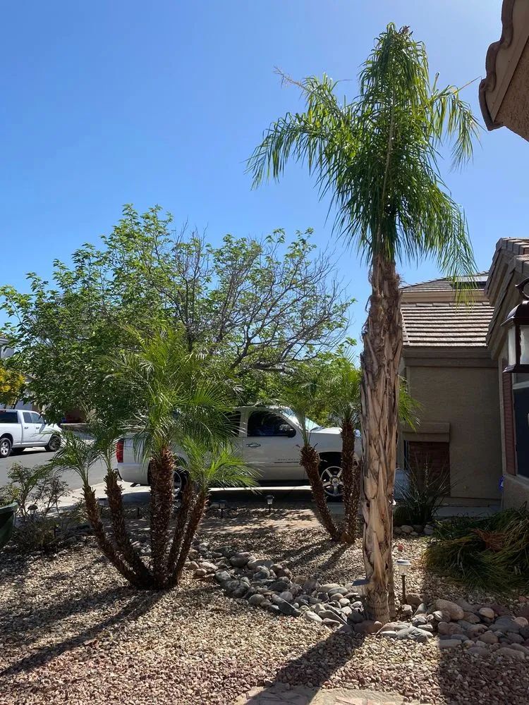 Local yard cleanup service with custom design across Peoria, AZ - A.C.E.L maintenance