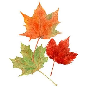 Affordable landscape design experts serving Knoxville, MD - Acer Landcare