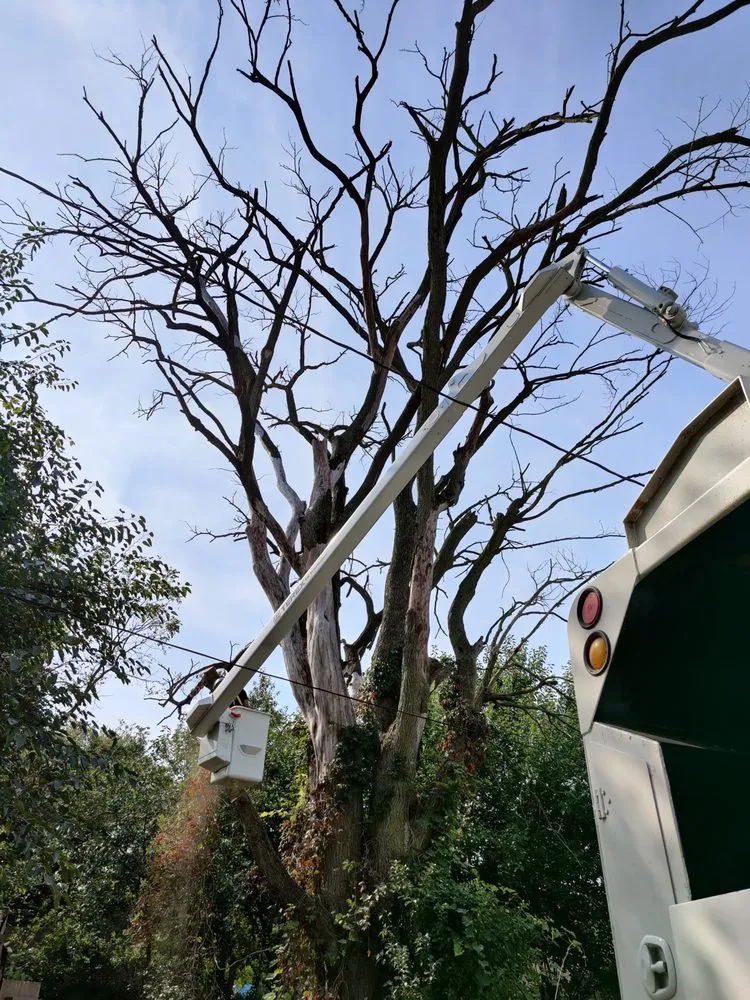 Local yard cleanup service for year-round maintenance across Mundelein IL, IL - Acer Tree Service