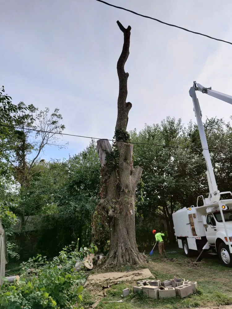 Custom yard maintenance near you in Mundelein IL, IL by Acer Tree Service