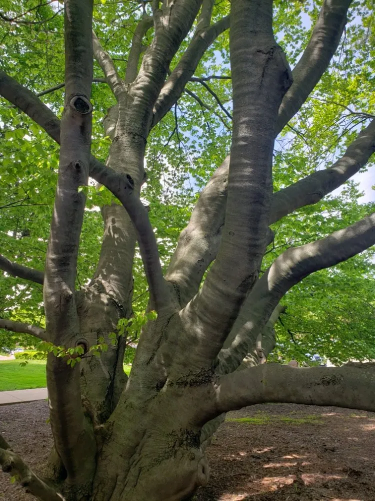 Trusted yard maintenance near you across Mundelein IL, IL - Acer Tree Service