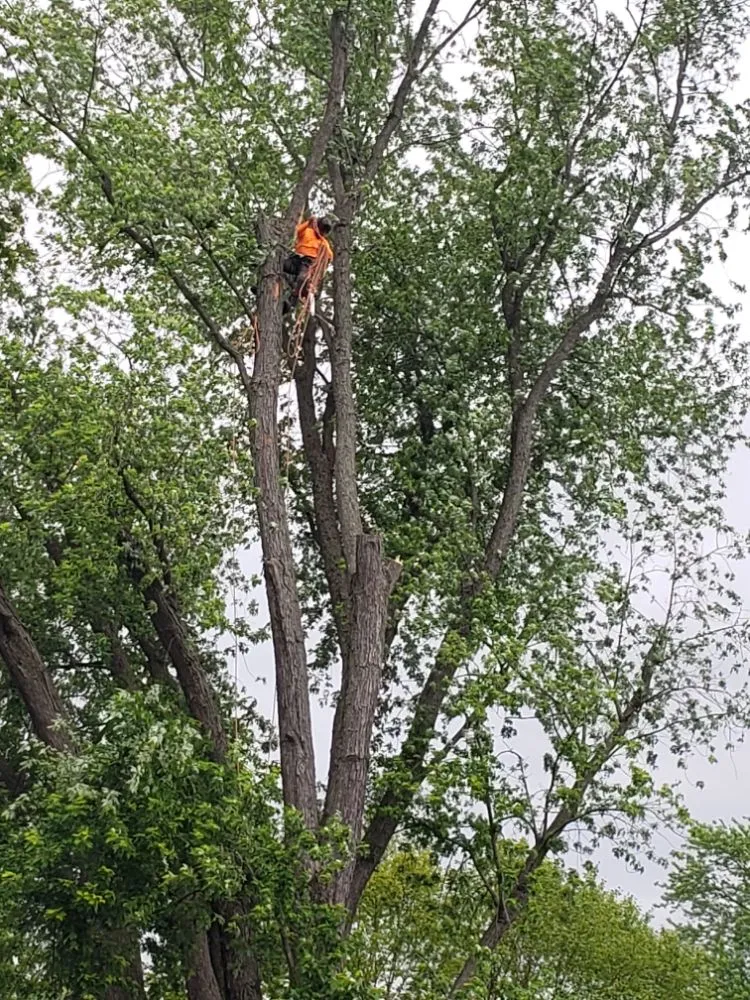 Expert landscaping services for year-round maintenance in Mundelein IL, IL by Acer Tree Service