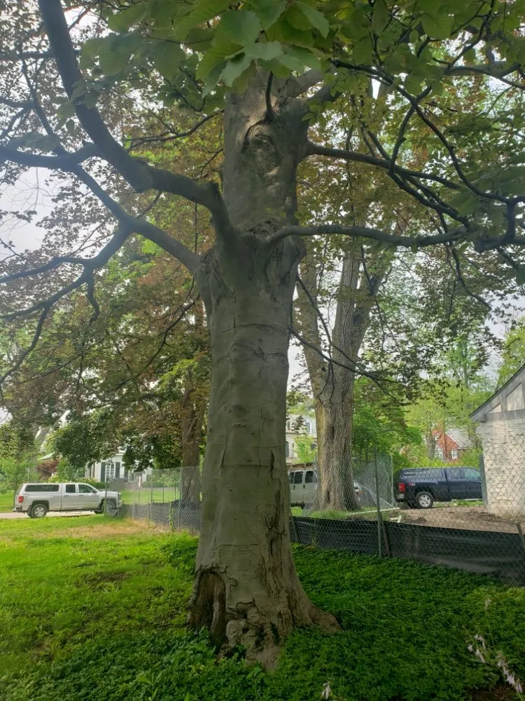 Custom lawn mowing service for homes in Mundelein IL, IL by Acer Tree Service
