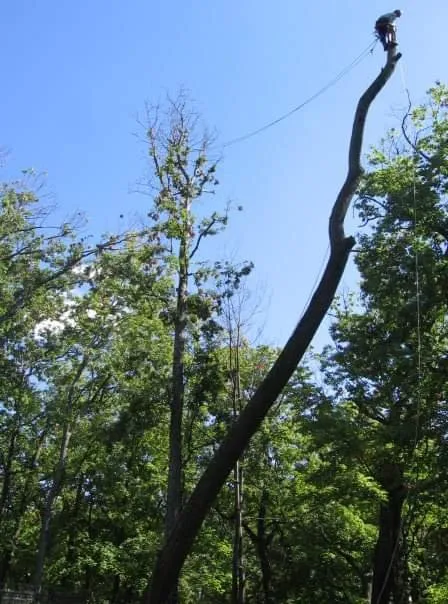 Trusted outdoor landscaping in Mundelein IL, IL by Acer Tree Service