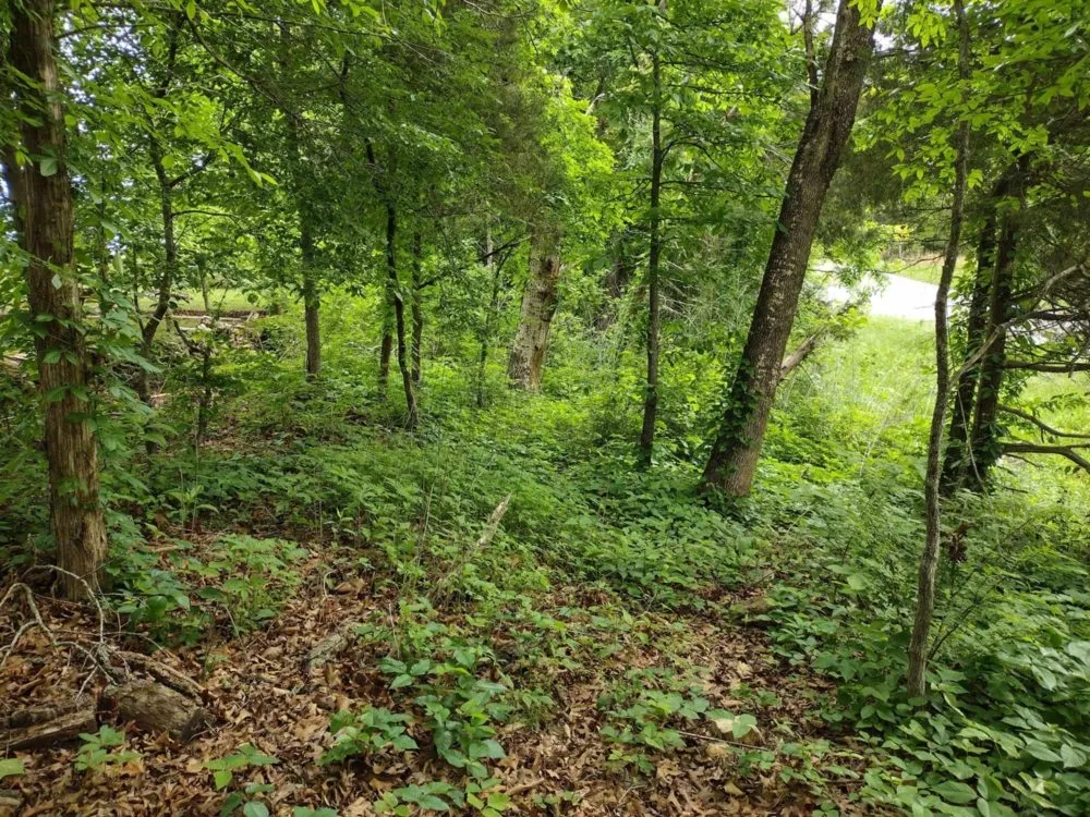 Reliable garden landscaping in Reeds Spring, MO - Ace's Lawn Care & Handyman services