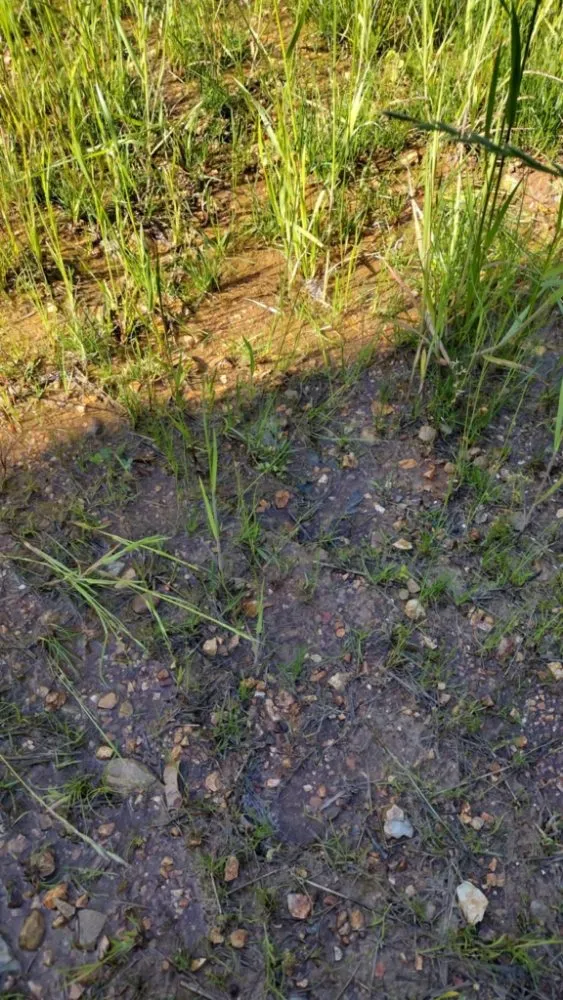 Local landscape design in Reeds Spring, MO by Ace's Lawn Care & Handyman services