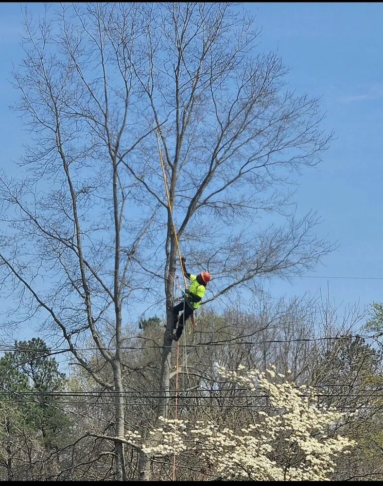 Professional garden landscaping for year-round maintenance across Midlothian, VA - Ace’s One Stop Shop