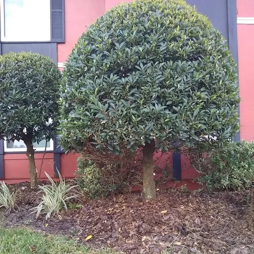 Expert lawn care service for beautiful yards in Alachua, FL by Aces Tree and Lawn