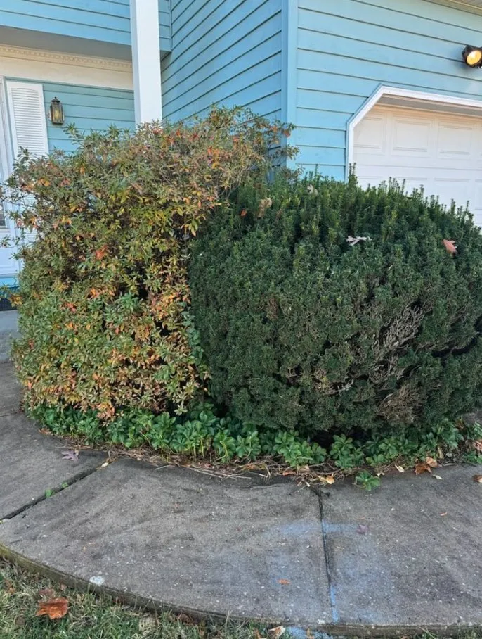 Professional yard cleanup service for residential properties across Dundalk, MD - ACG Landscaping