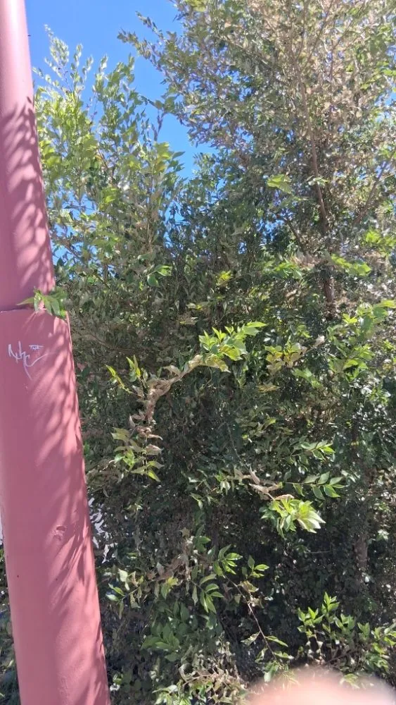 Professional yard cleanup service for beautiful yards across Pueblo, CO - Achieve Tuckers Services