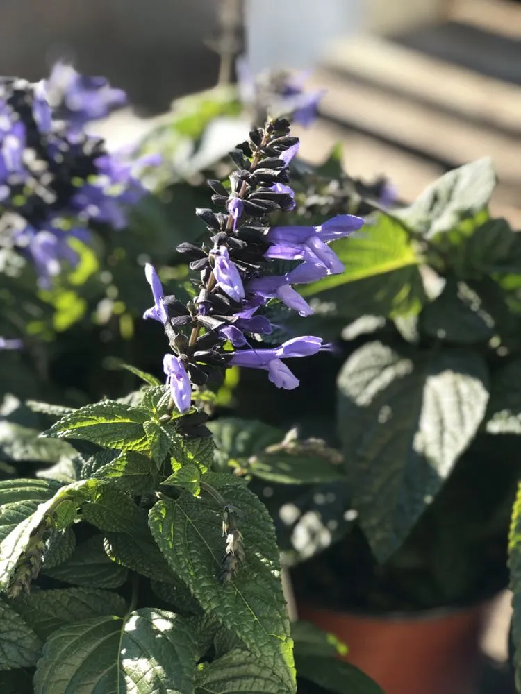 Top-rated garden landscaping for year-round maintenance across Pottstown, PA - Achin' Back Garden Center