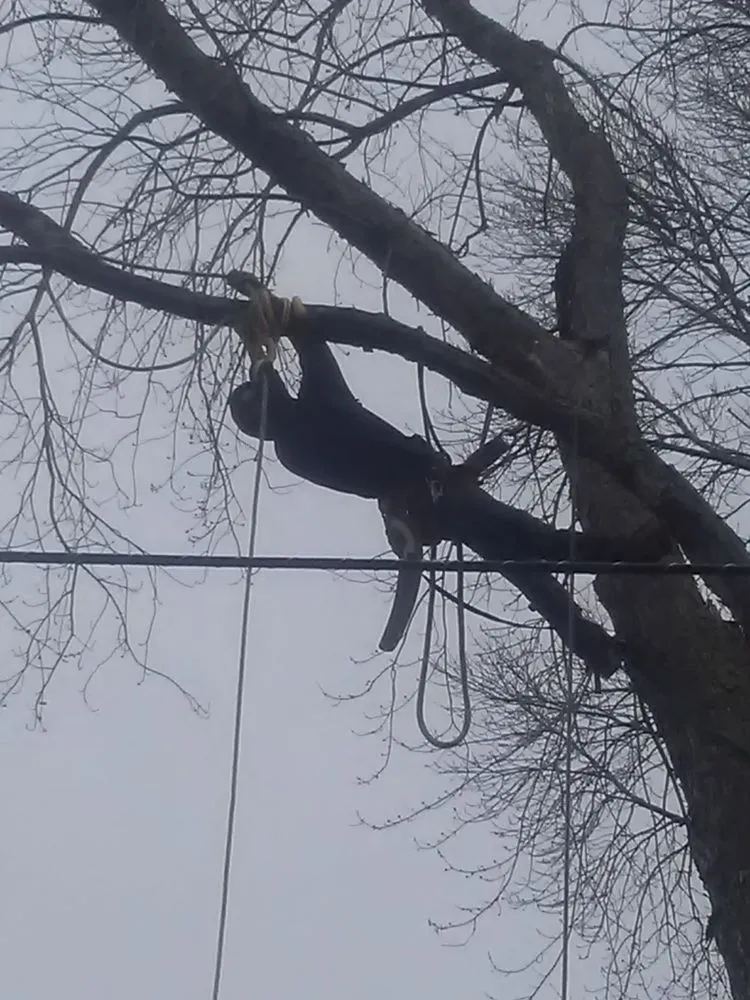 Local yard cleanup service for year-round maintenance across Cedar Rapids, IA - Ackerman Enterprise