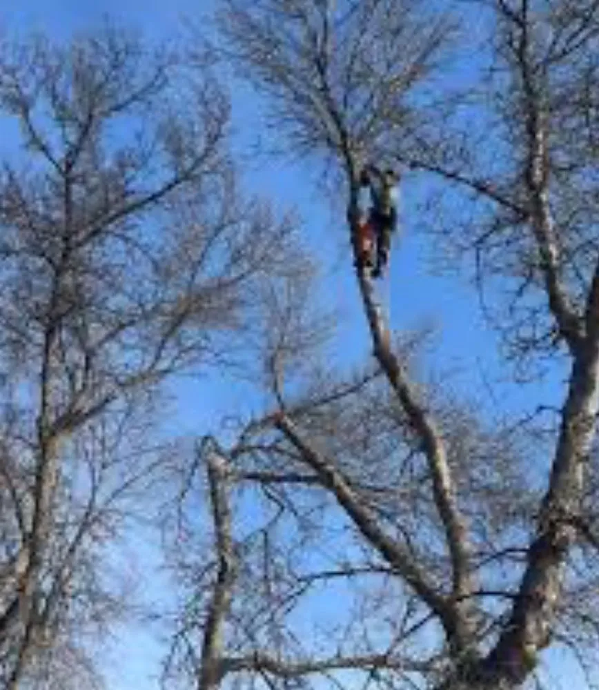 Trusted lawn care service experts serving Wilmington, NC - Ackley Tree Specialists