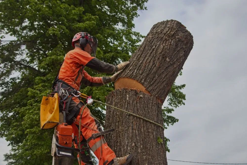 Local residential landscaping in Wilmington, NC - Ackley Tree Specialists