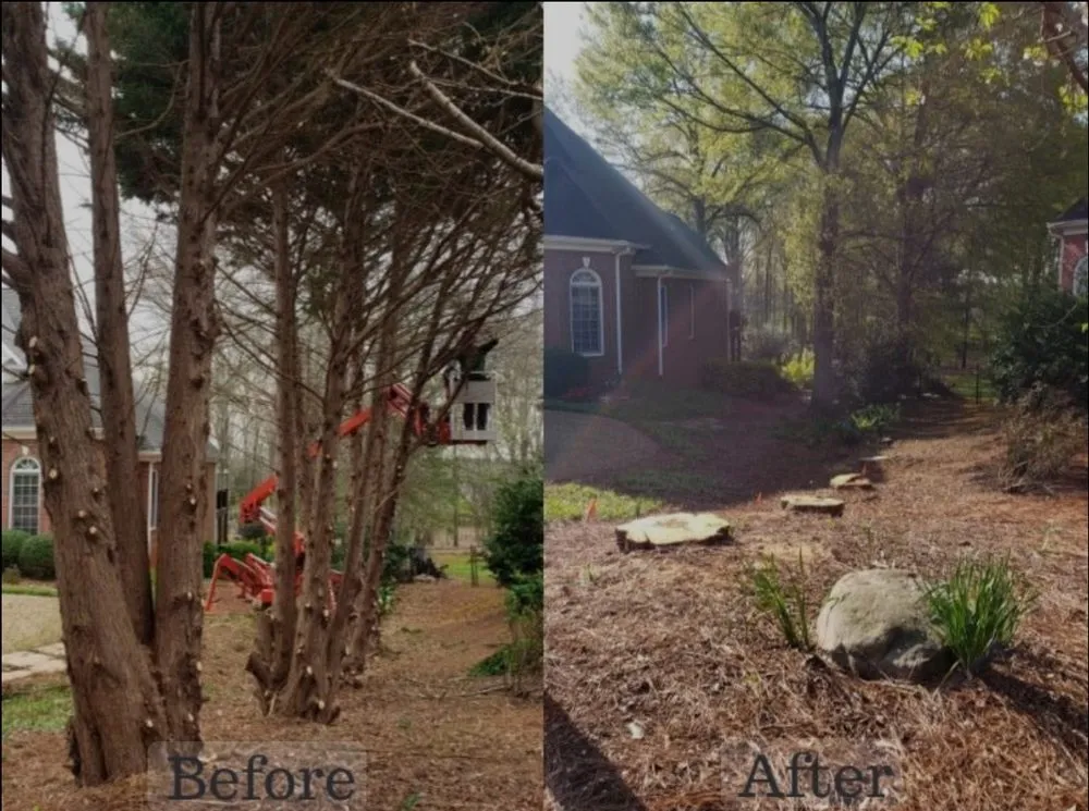 Trusted yard maintenance in Wilmington, NC - Ackley Tree Specialists