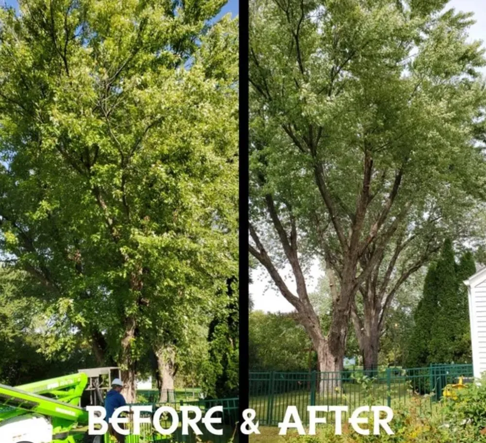 Trusted landscaping services in Wilmington, NC - Ackley Tree Specialists