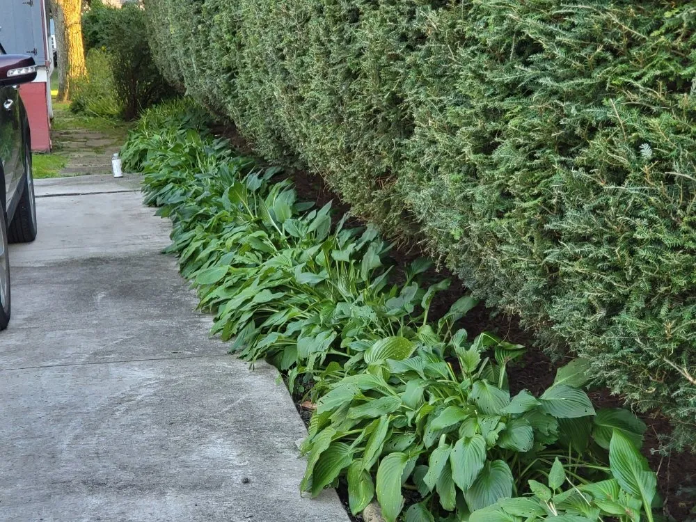 Expert yard cleanup service in Windber, PA by ACL Anthony C's Lawncare