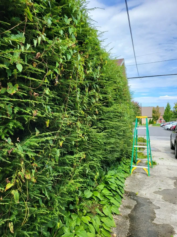 Affordable landscape design in Windber, PA by ACL Anthony C's Lawncare