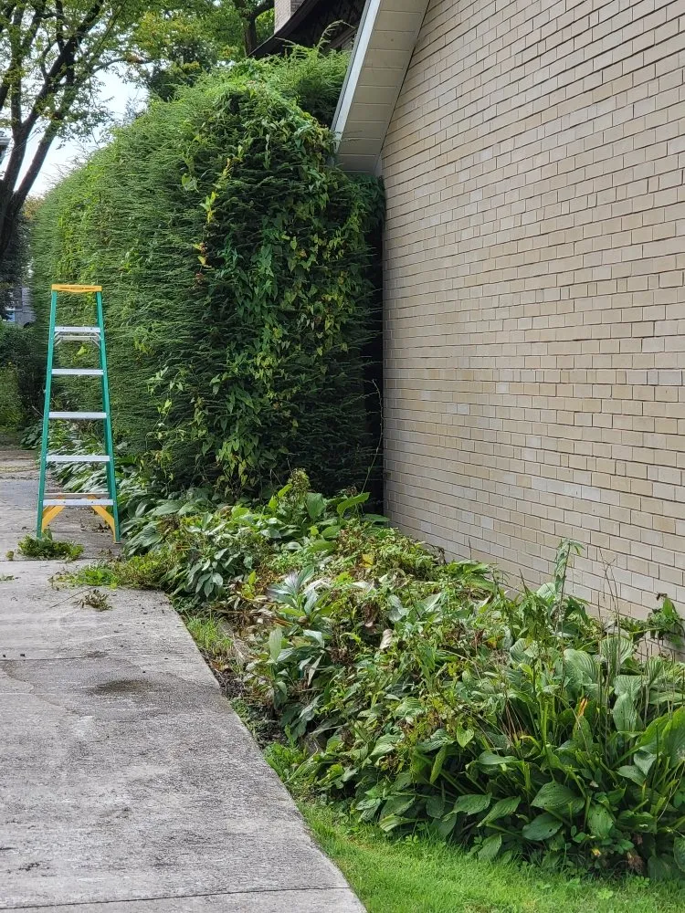 Local yard cleanup service near you across Windber, PA - ACL Anthony C's Lawncare